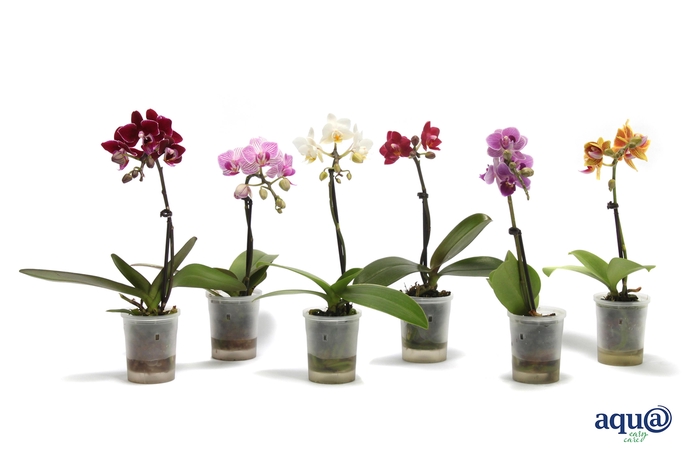 <h4>Phal Tiny Dolls Mix 1T7+ Aqu@</h4>