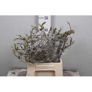 Magnolia Grandiflora