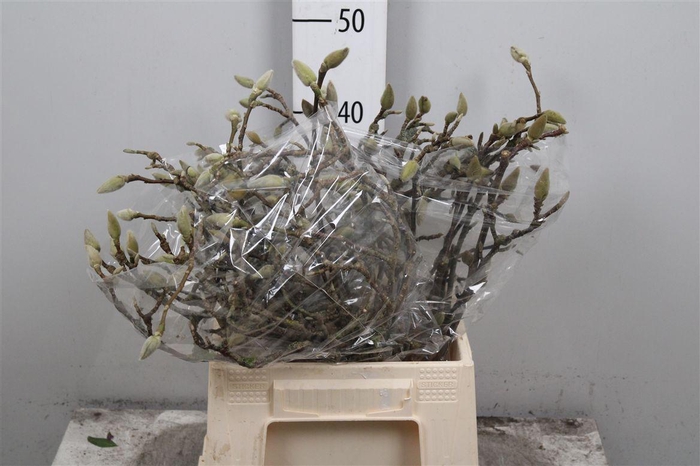 <h4>Magnolia Grandiflora</h4>