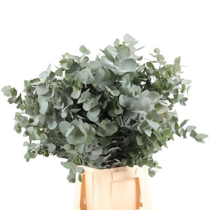 <h4>Euc. Gloria Maria Lang</h4>