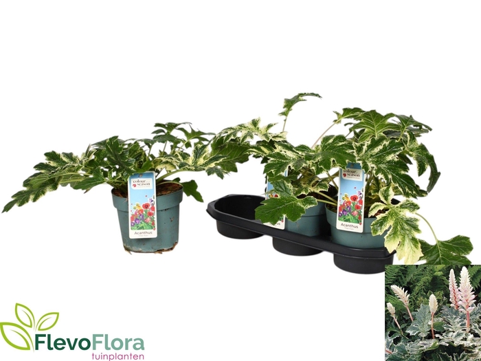 <h4>ACANTH MOLLIS</h4>