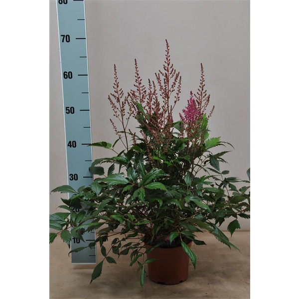 <h4>Astilbe japonica Elisabeth</h4>