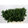 Ruscus Hypophyllum