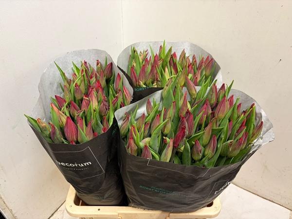 <h4>TU EN STRONG LOVE</h4>