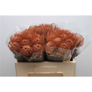 Leuco Klbh Brown