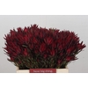 Leucadendron Blush Spray