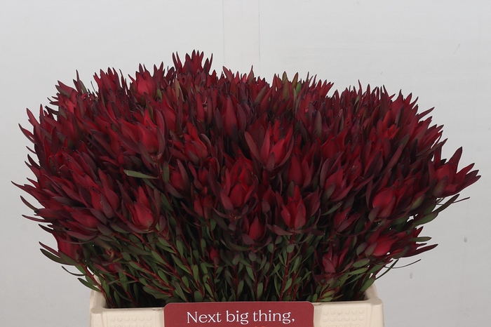 Leucadendron Blush Spray