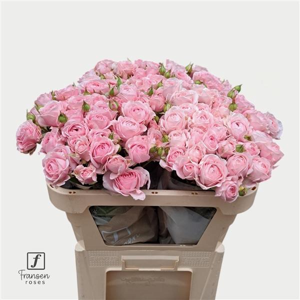 <h4>R TR Love me with Fatal attraction</h4>