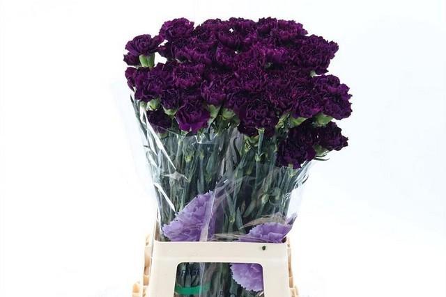 <h4>Dianthus st florigene moontea</h4>