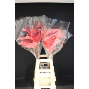 Anthurium Candy