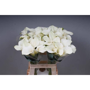 Zantedeschia captain ventura pink glow