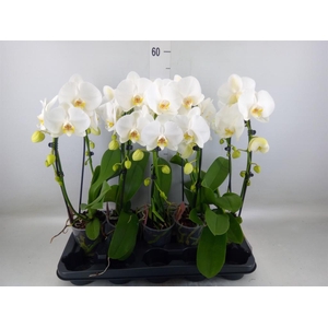 Phalaenopsis  'Ant Glasgow'
