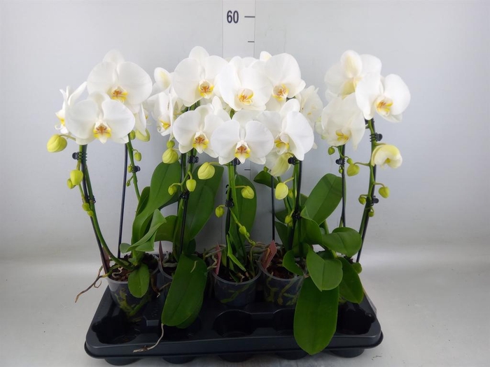 <h4>Phalaenopsis  'Ant Glasgow'</h4>
