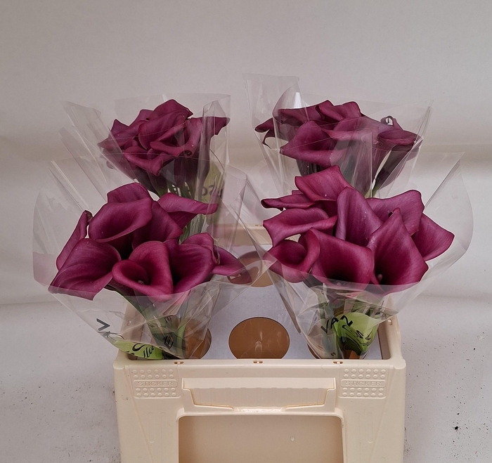 <h4>ZANT DURBAN</h4>