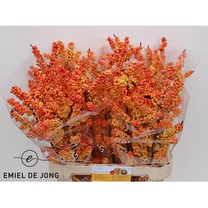 ILEX ILEXIA VICTORIA