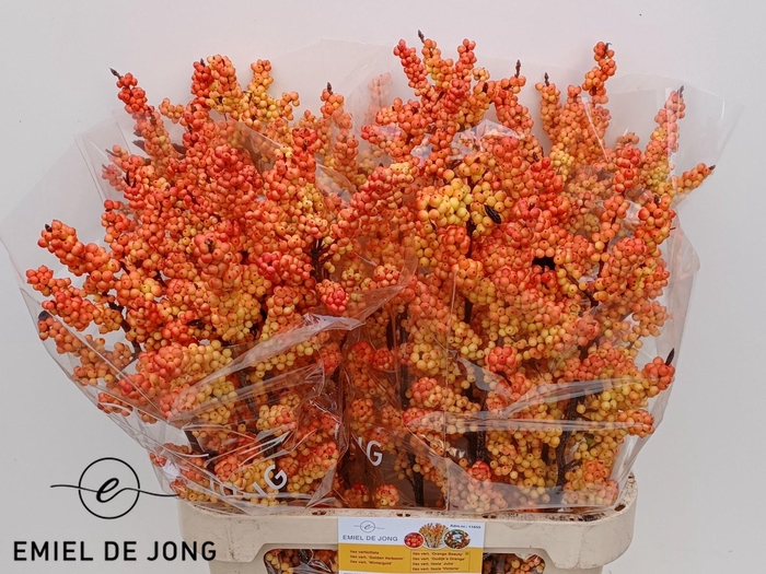 <h4>ILEX ILEXIA VICTORIA</h4>