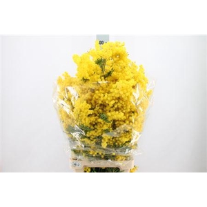 Acacia Mimosa Mirandol P Bunch Super