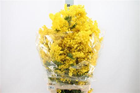 <h4>Acacia Mimosa Mirandol P Bunch Super</h4>
