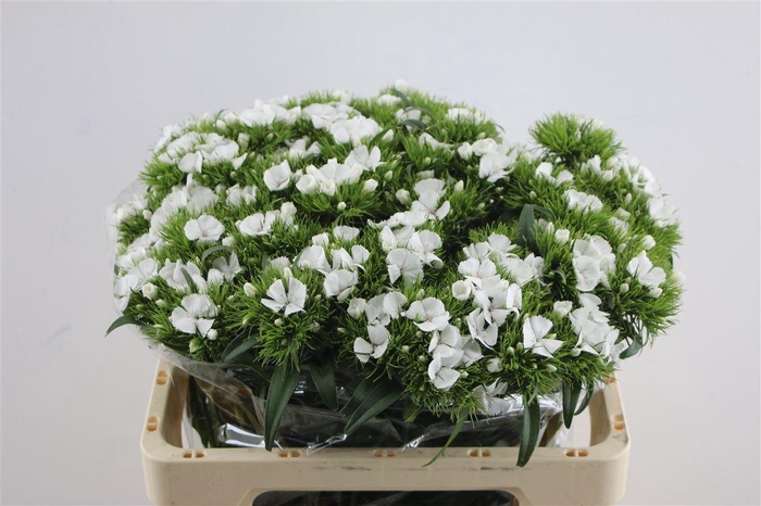 <h4>Di Barb White Duke</h4>