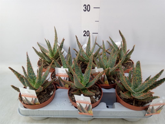 <h4>Aloe   ...</h4>