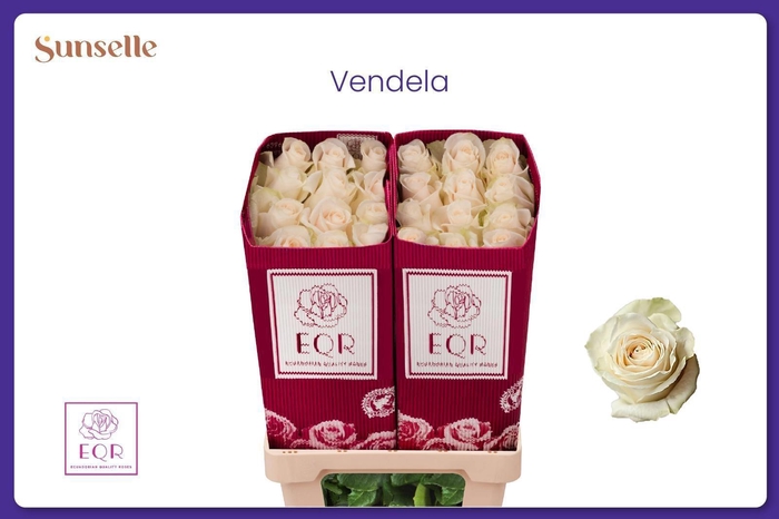 <h4>R GR VENDELA</h4>