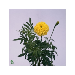 Tagetes M Limegreen