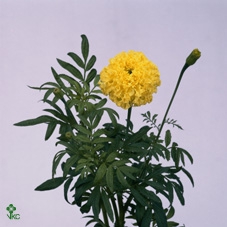 <h4>Tagetes M Limegreen</h4>