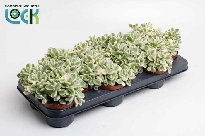 <h4>Cotyledon Ladismithiensis Variegata (tomentosa)</h4>