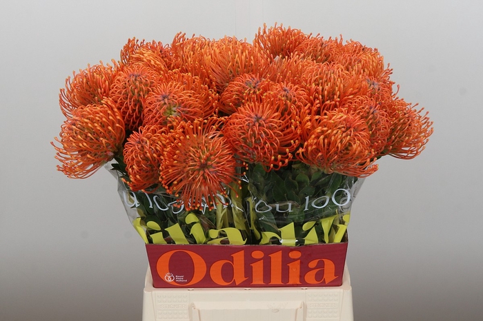 <h4>Nutans Ayoba Mandarin Zest</h4>