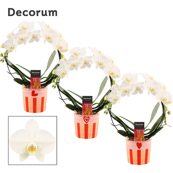 <h4>Phalaenopsis boog wit in Romée (Sympathetic moods-collection)</h4>