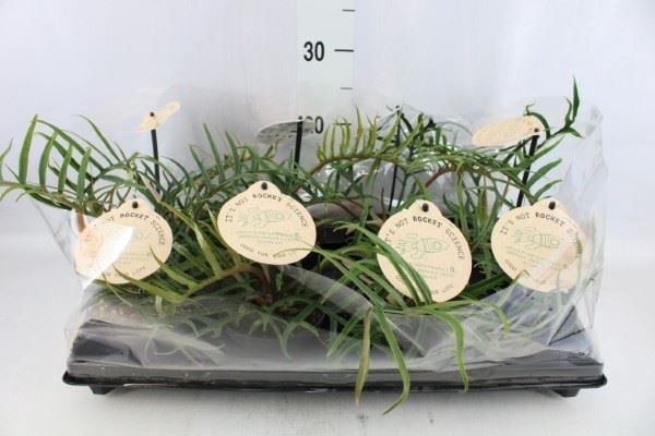 <h4>Philodendron   ...</h4>