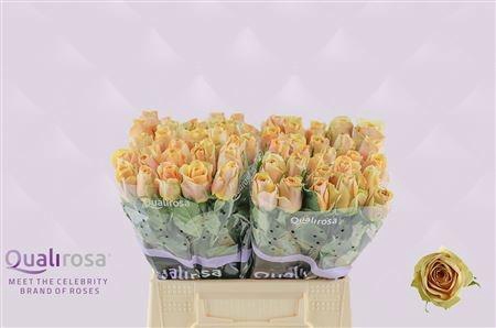 <h4>R GR GOLDEN MUSTARD</h4>