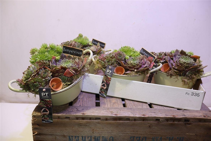 Arr Sempervivum In Zinken Kuip