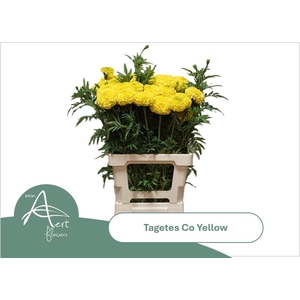 TAGE E  CO YELLOW