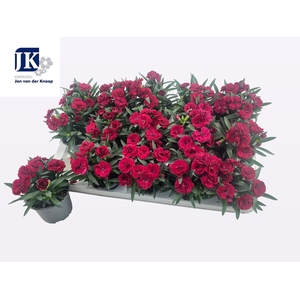 DIAN OSC CHERRY