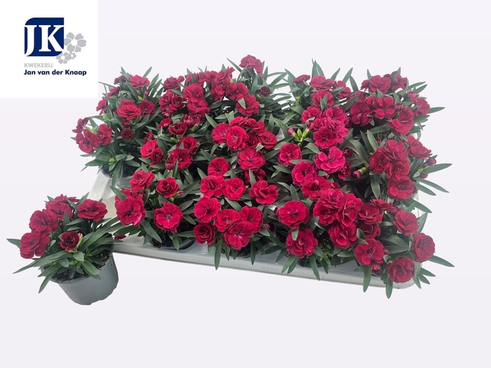 <h4>DIAN OSC CHERRY</h4>