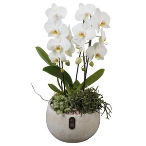 PTIB5338 Arrangementen kamerplanten