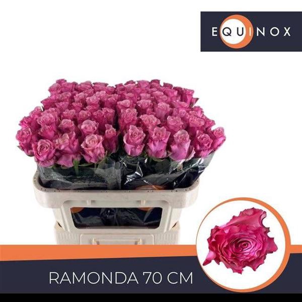 <h4>R Gr Ramonda Equinox</h4>