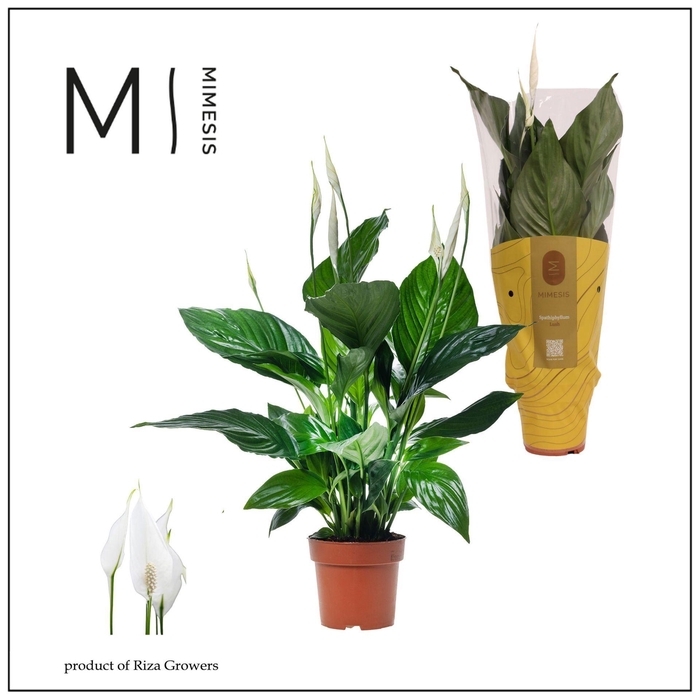 <h4>Spathiphyllum Sweet Ricardo</h4>
