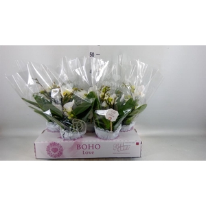 Phalaenopsis   ...white