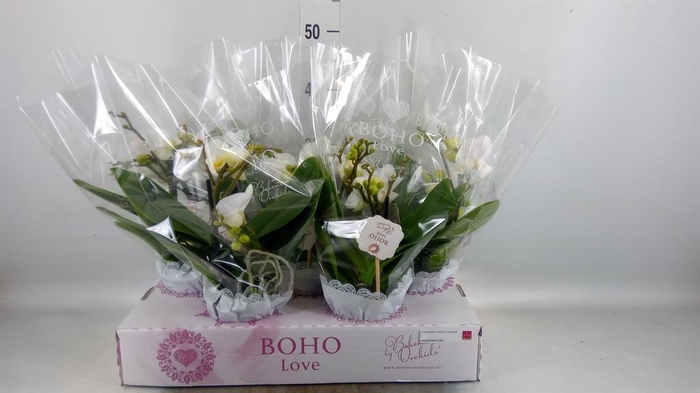 <h4>Phalaenopsis   ...white</h4>