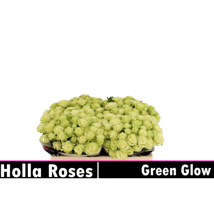 <h4>Green Glow</h4>