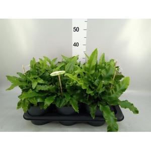 Asplenium scolopendrium