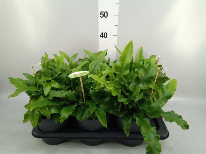 <h4>Asplenium scolopendrium</h4>