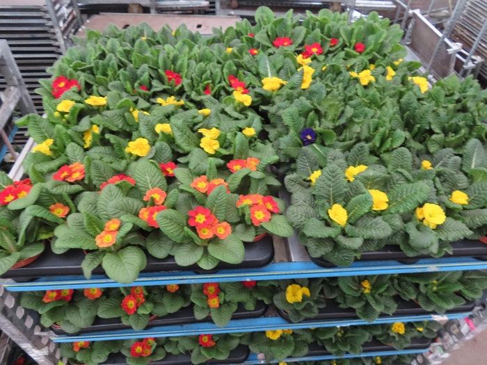 <h4>PRIM AC MIXK</h4>