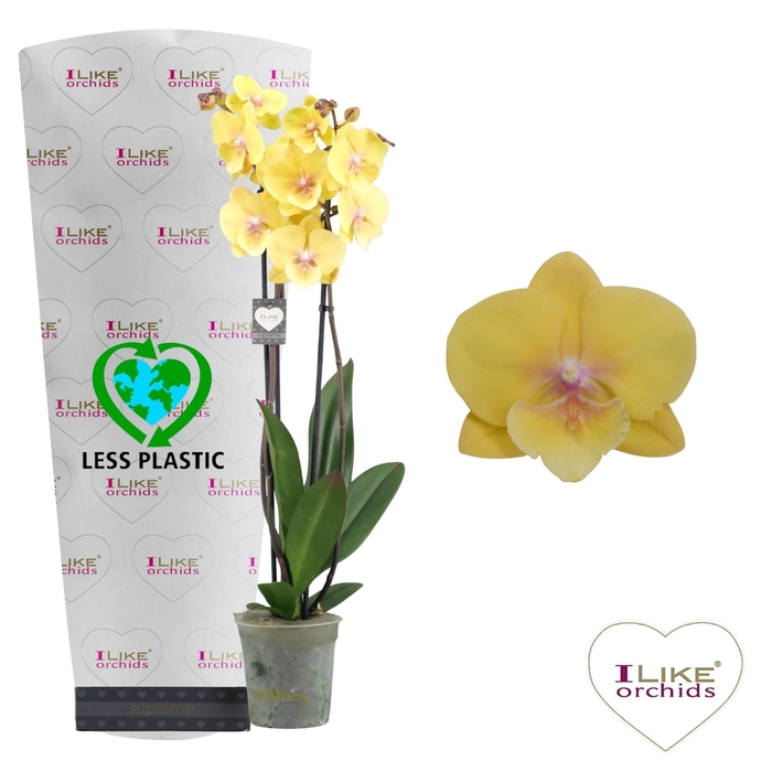 <h4>Phalaenopsis Palau - 3 tak 60cm (Less Plastic)</h4>