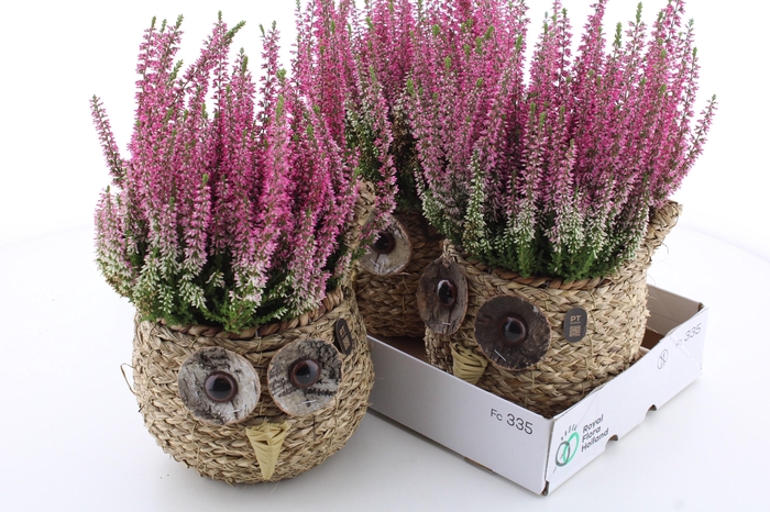 <h4>ARR TUINPLANTEN</h4>