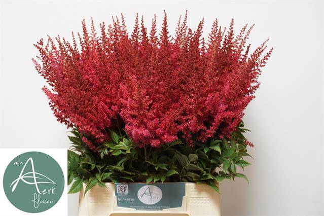 <h4>ASTIL AR PAUL GAARDE</h4>