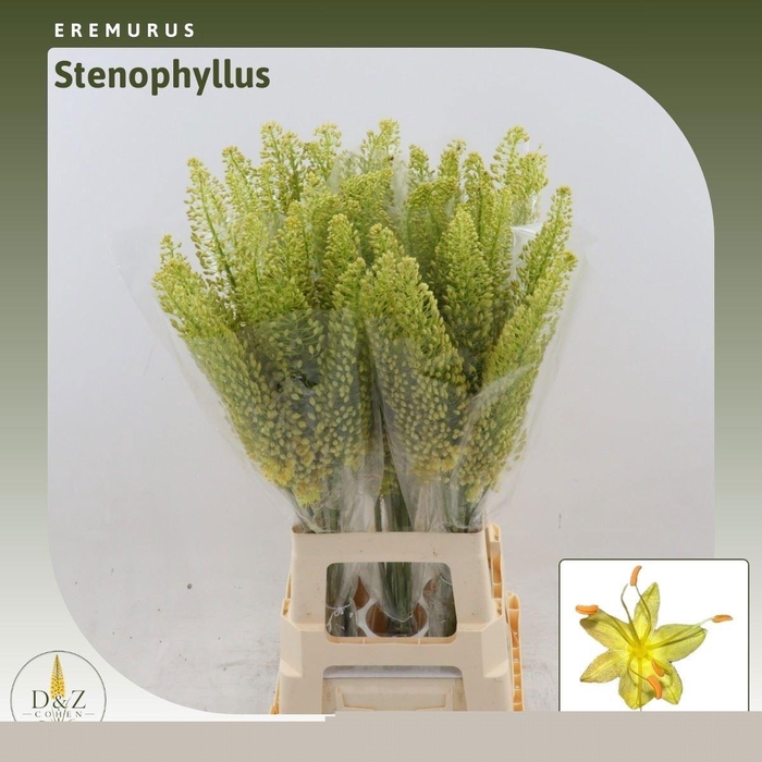 <h4>EREMURUS STENOPHYLLU</h4>