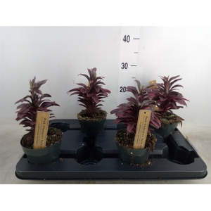 Cordyline fruti.   ...